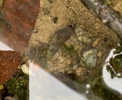 Thiaridae