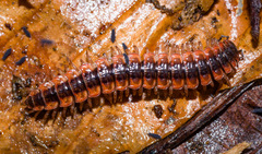 Pseudopolydesmus canadensis