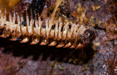 Pseudopolydesmus canadensis