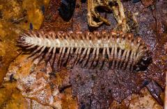 Pseudopolydesmus canadensis