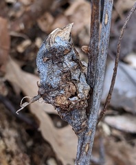 Neuroterus quercusbatatus