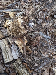 Neuroterus quercusbatatus