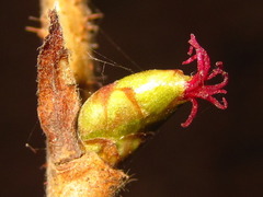 Corylus heterophylla