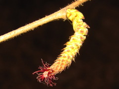Corylus heterophylla