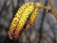 Corylus heterophylla
