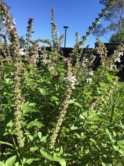 Ocimum basilicum
