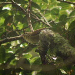 Cranioleuca obsoleta