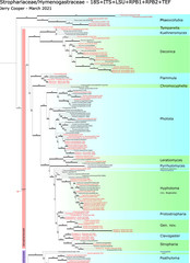 Galerina atkinsoniana