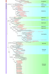 Galerina atkinsoniana