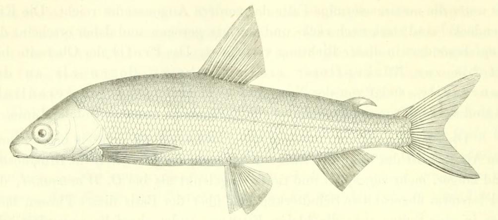 Lake Constance Whitefish