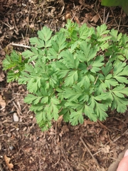 Dicentra formosa