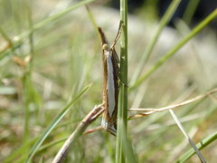 Crambus hamella