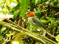 Thlypopsis fulviceps