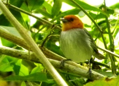 Thlypopsis fulviceps