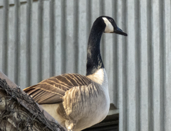 Branta canadensis