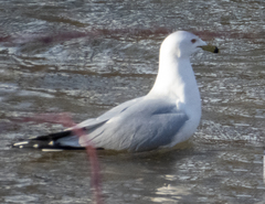 Larus delawarensis