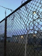 Phytolacca americana