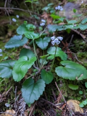 Veronica californica