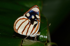 Dynamine chryseis