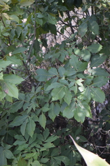Carya ovata mexicana