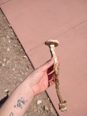 Battarreoides diguetii