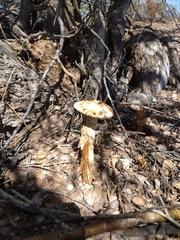 Battarreoides diguetii