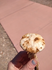 Battarreoides diguetii