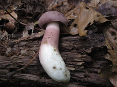 Tylopilus violatinctus
