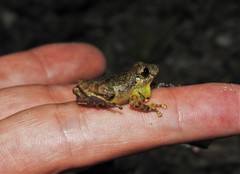 Pristimantis taeniatus