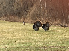 Meleagris gallopavo