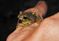 Pristimantis taeniatus