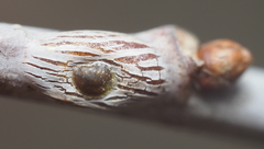 Lecanodiaspis