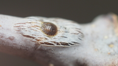 Lecanodiaspis