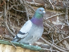 Columba livia domestica