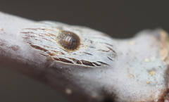 Lecanodiaspis