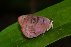 Eunica orphise