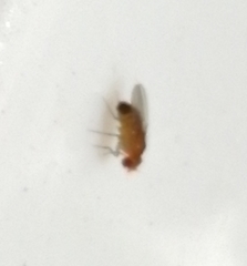 Drosophila