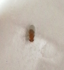 Drosophila