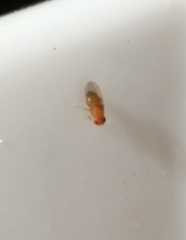 Drosophila