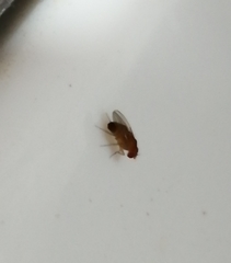 Drosophila