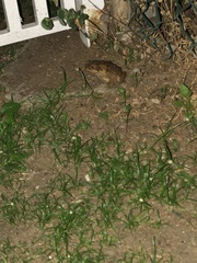 Rhinella marina