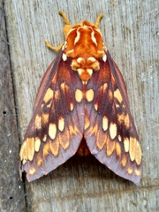 Citheronia equatorialis