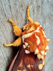 Citheronia equatorialis