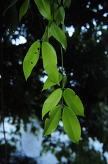 Eperua falcata