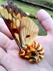 Citheronia equatorialis