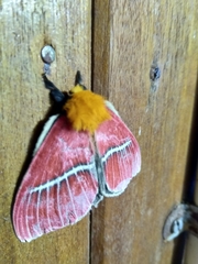 Pseudodirphia menander