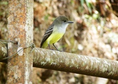 Myiarchus cephalotes