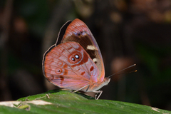 Eunica orphise