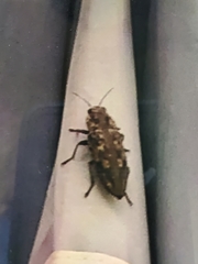 Chalcophora virginiensis