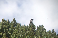 Oreotrochilus chimborazo